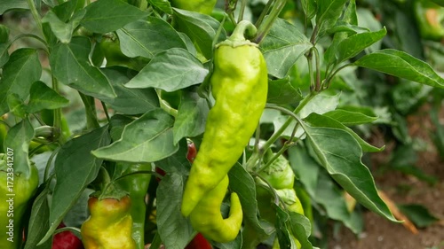 Old varieties of green peppers in the garden ripe and ready to harvest. Production of healthy and organic food on small plots