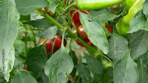 Old varieties of peppers, green and red in the garden ripe and ready to harvest. Production of healthy and organic food on small plots 