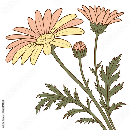 golden marguerite perennial vector