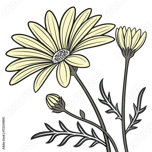 golden marguerite perennial with leaves
