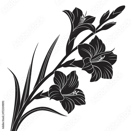 black and white glamorous gladiolus