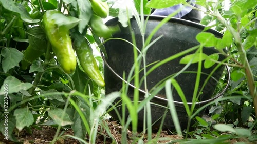 Old varieties of green peppers in the garden ripe and ready to harvest. Production of healthy and organic food on small plots