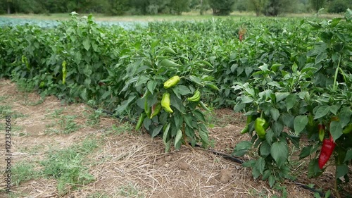 Old varieties of peppers, green, red and yellow in the garden ripe and ready to harvest. Production of healthy and organic food on small plots