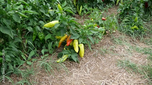 Old varieties of peppers, green, red and yellow in the garden ripe and ready to harvest. Production of healthy and organic food on small plots.