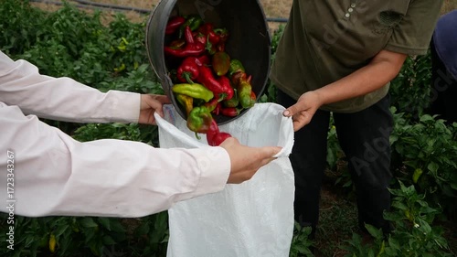 Pouring the gathered peppers from the bucket into plastic bags. Harvesting old varieties of peppers. Production of healthy and organic food.