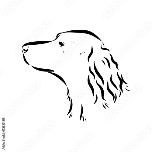 munsterlander, vector sketch