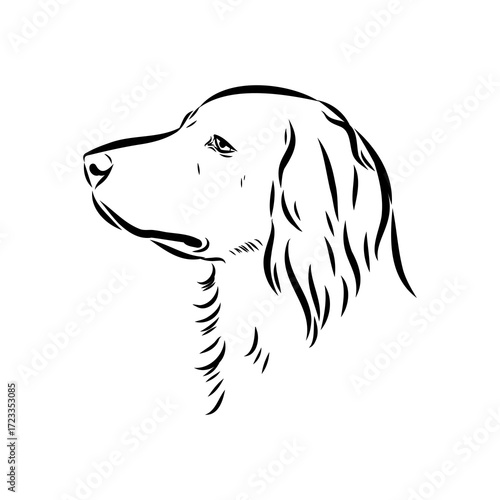 munsterlander, vector sketch