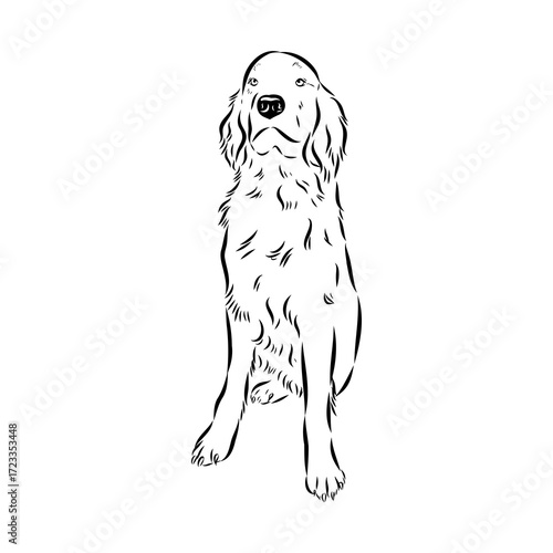 munsterlander, vector sketch