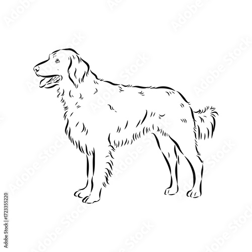 munsterlander, vector sketch