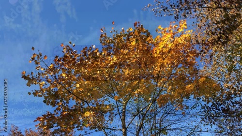 Autumn in a forest with paintes  leaves and overlay to a wooden park bench with falling leaves