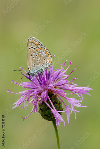 Common blue butterfly, Polyommatus icarus female sitting on a blooming thistle flower, close up