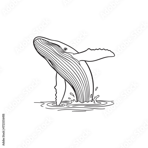Humpback whale leaping out of water with splash in black and white line art animal breach