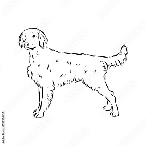 munsterlander, vector sketch