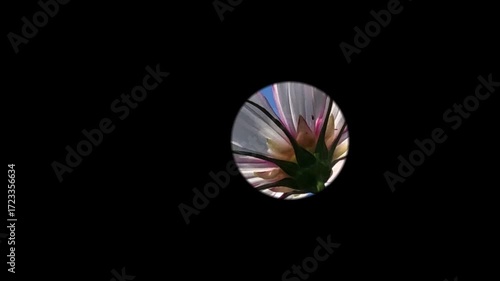 cosmea, garden aster in spotlight on a blue sky, spotlight opens slowly