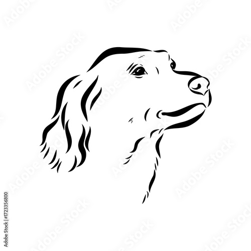 munsterlander, vector sketch