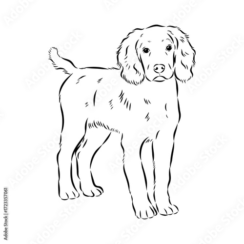 munsterlander, vector sketch