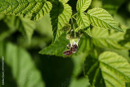 The photo illustrates a bee gathering pollen from a bloom