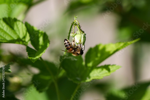 The image presents a bee as it collects pollen from a flower