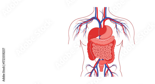 Diagram of the human circulatory and digestive systems showing organs and blood vessels.
