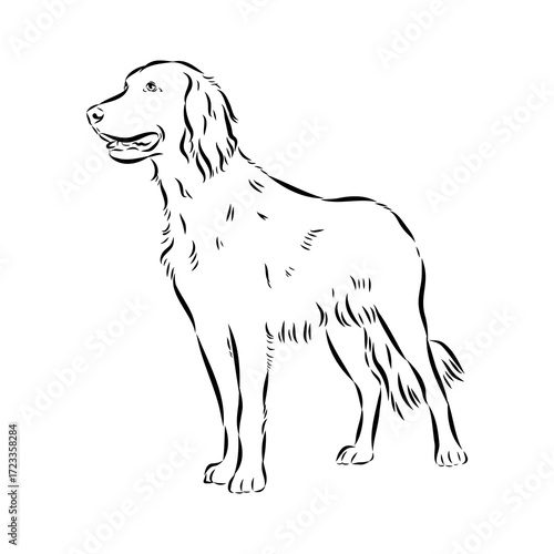 munsterlander, vector sketch