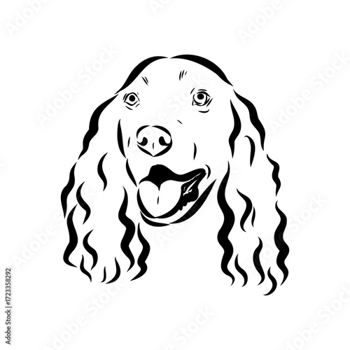 munsterlander, vector sketch