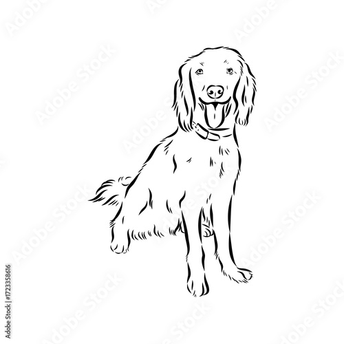 munsterlander, vector sketch