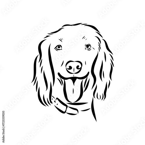 munsterlander, vector sketch