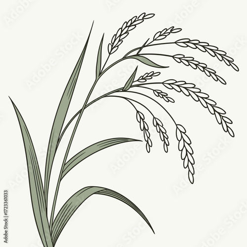 A detailed illustration of a ripening rice stalk with grains and slender leaves is presented for.