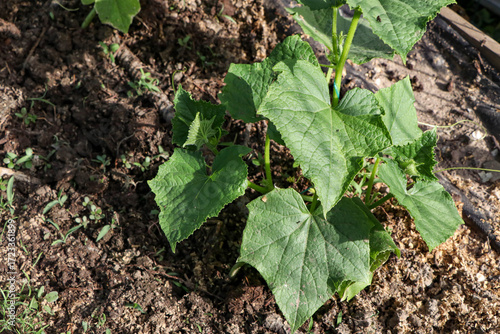 The photo illustrates a cucumber plant in its flowering stage