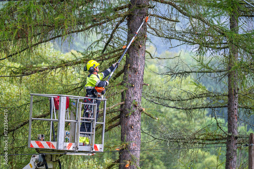 A man in a boom lift trims tree branches near a power line.