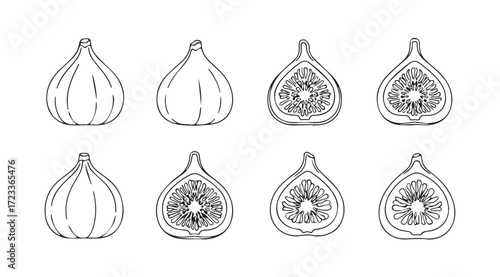 Collection of hand drawn fig illustrations showing whole and halved fruit silhouette
