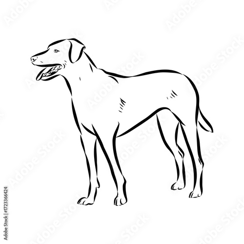 Blue lacey, dog, vector sketch