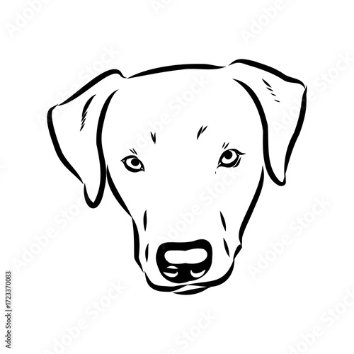 Blue lacey, dog, vector sketch