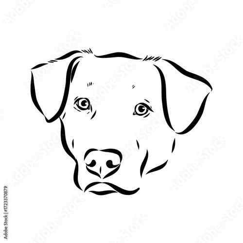 Blue lacey, dog, vector sketch