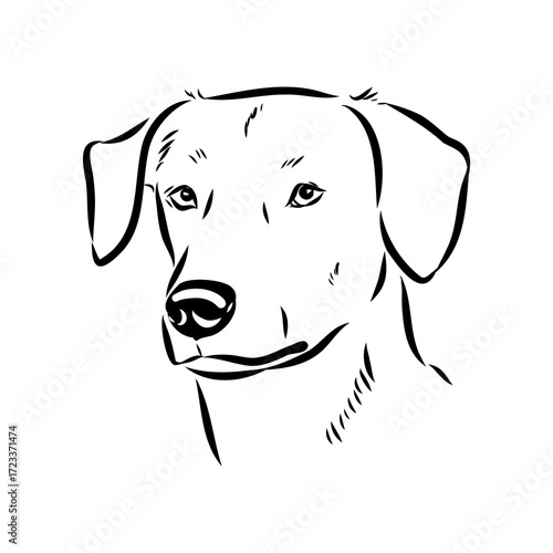 Blue lacey, dog, vector sketch