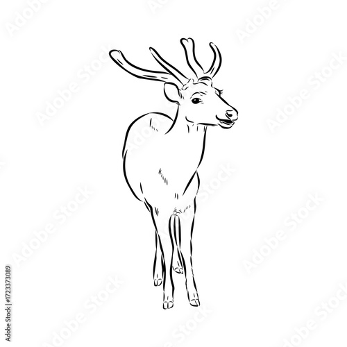 Axis the deer, vector sketch