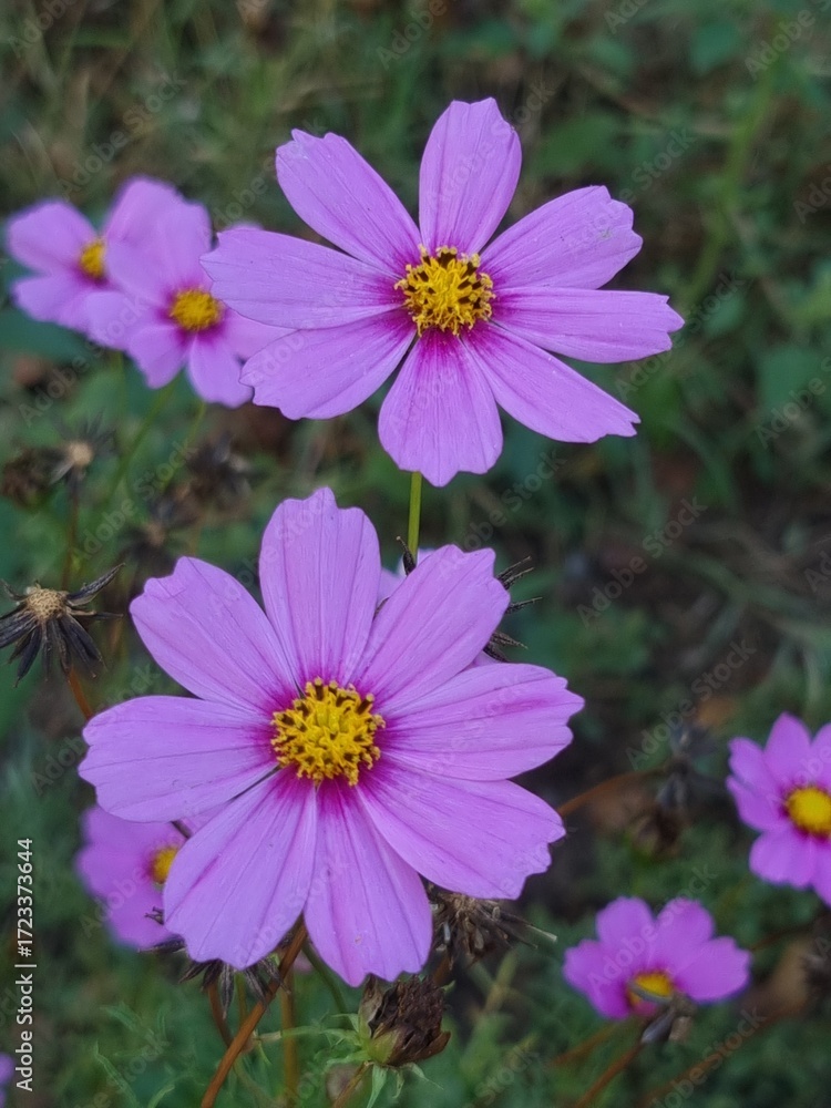 Obraz premium pink cosmos flower