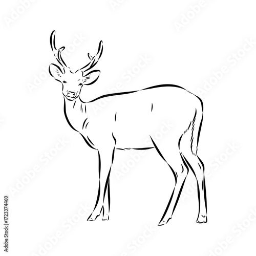 Axis the deer, vector sketch