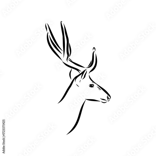 Axis the deer, vector sketch