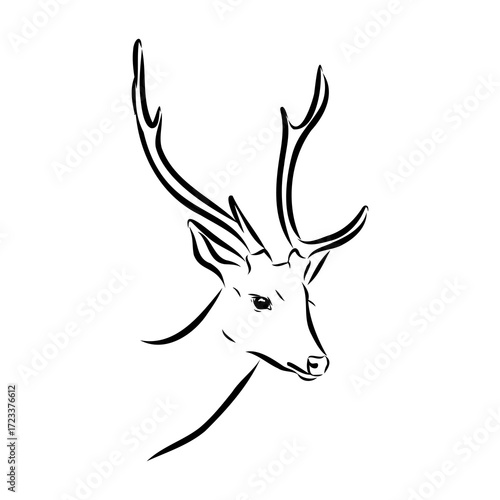 Axis the deer, vector sketch