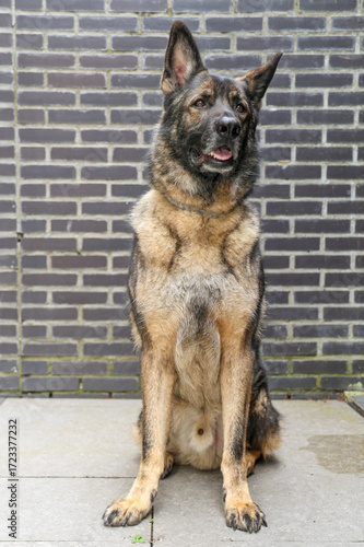 Large male German Shepherd, pet, mammal, animal, breed, dog breed, companion animal, guide dog, seeing eye dog