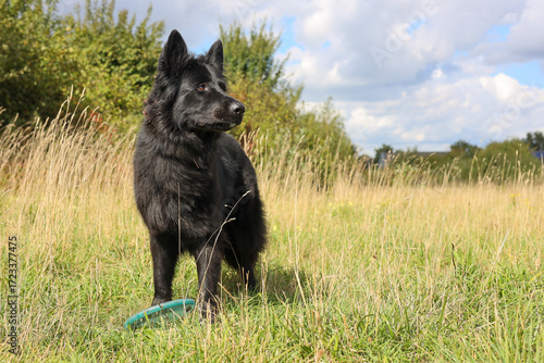 Alert look — dog, pet, companion animal, shepherd, herding dog, Old German Shepherd Dog