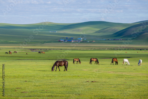 The herd of horses on the Hulunbuir Grassland in Hulunbuir City, Inner Mongolia Autonomous Region, China