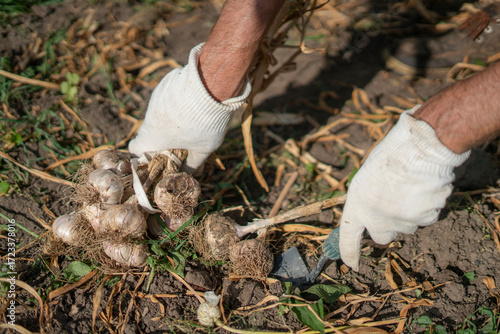 Hands carefully pull up freshly harvested garlic bulbs from the soil in a garden, showcasing the earthy environment and the gardener's attention to detail.
