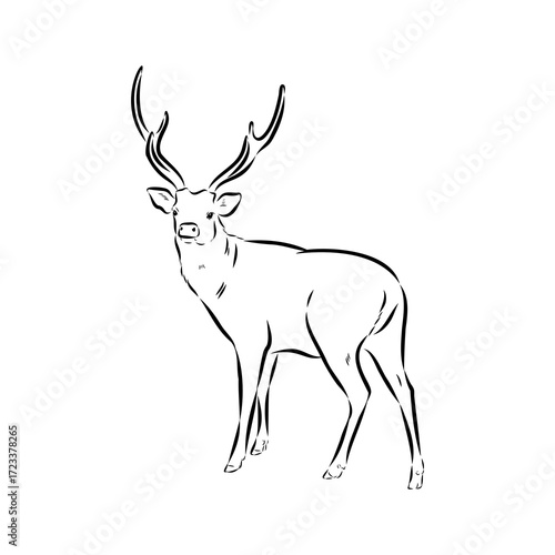Axis the deer, vector sketch