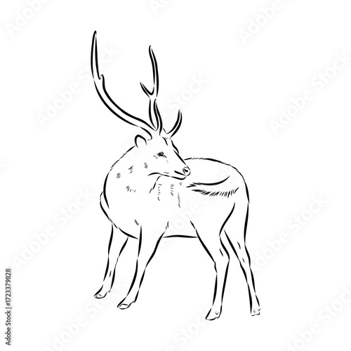 Axis the deer, vector sketch
