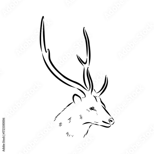 Axis the deer, vector sketch