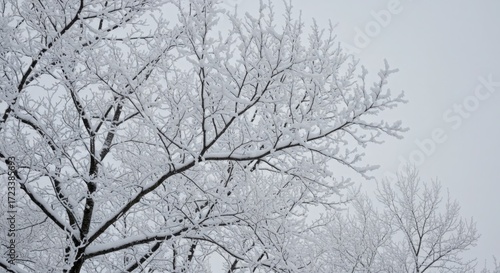 Frosty Winter Tree Branches with Snowy Coating on a Gray Sky