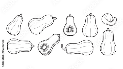 Whimsical hand drawn butternut squash collection assorted shapes and halves for seasonal autumn decor silhouette