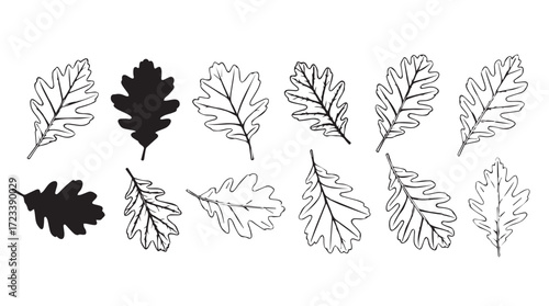 Autumn oak leaves collection seasonal botanical elements natural fall foliage design resources silhouette